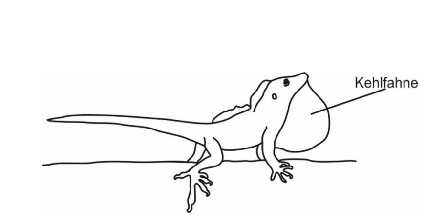 Strichzeichnung einer Echse, seitliche Ansicht mit ausgefahrener Kehlfahne (beschriftet).